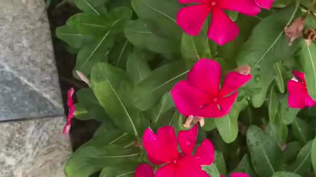 Madagascar rosy periwinkle