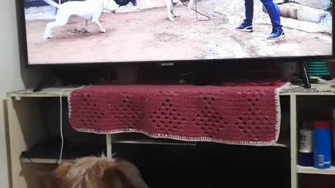 Meu cachorro vendo tv