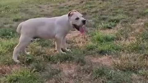 White cane corso boy