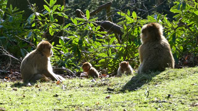 Watch these naughty monkeys and little ones also eat and play with some cool thing