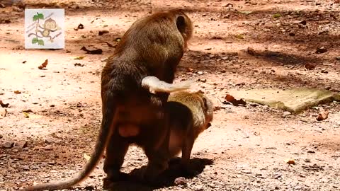 Young Monkey make mating