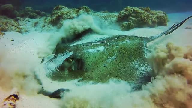 The most lovely coral reefs and subsurface creature on earth