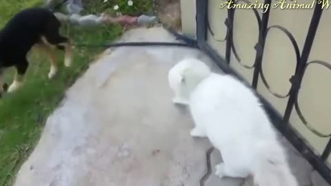 Crazy cats attacking dogs - Hilarious Compilation