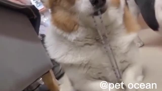 Dogs Funny moments 😁🤣