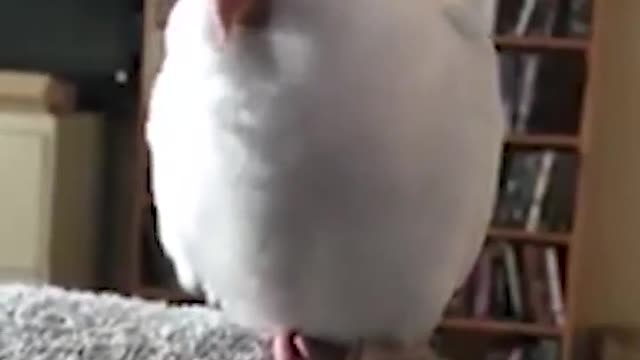 Parrot sings His own version of popular kids songs