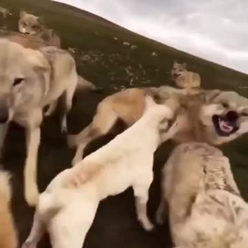 baseball with wolf funny shot