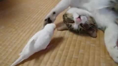 🕊A bird wakes up his bff😺
