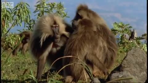 Defending a Monkey Harem | Clever Monkeys | BBC Earth