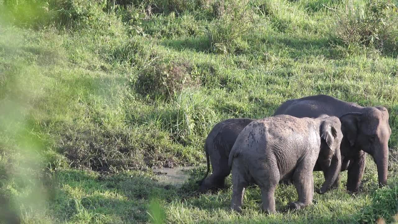 Elephant is Large Animals in the world.