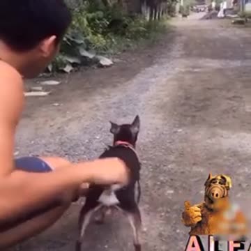 Very funny 😄 dogs 🐕