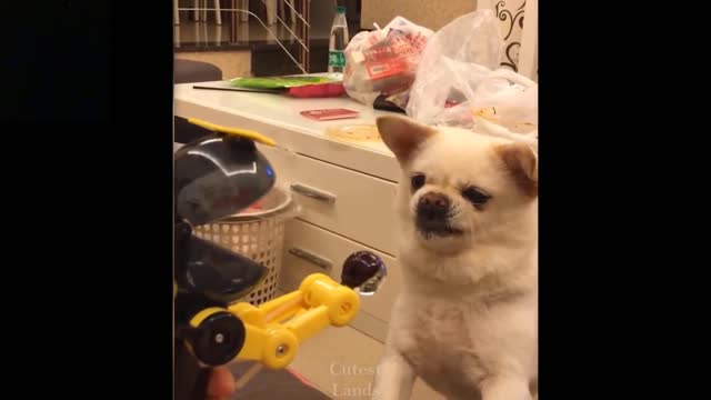 Cute And Funny Pets | Try Not To Laugh To These Pets Compilation 💗 Cutest Lands YouTube