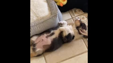 Puppy doesn't understand how to sleep in his own bed