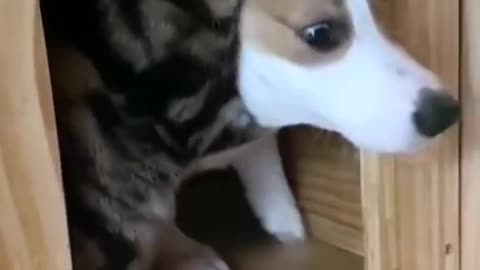 Cute Cat Invades This Adorable Dogs house Lol