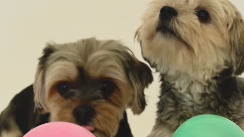 Video of Dogs with Balloons