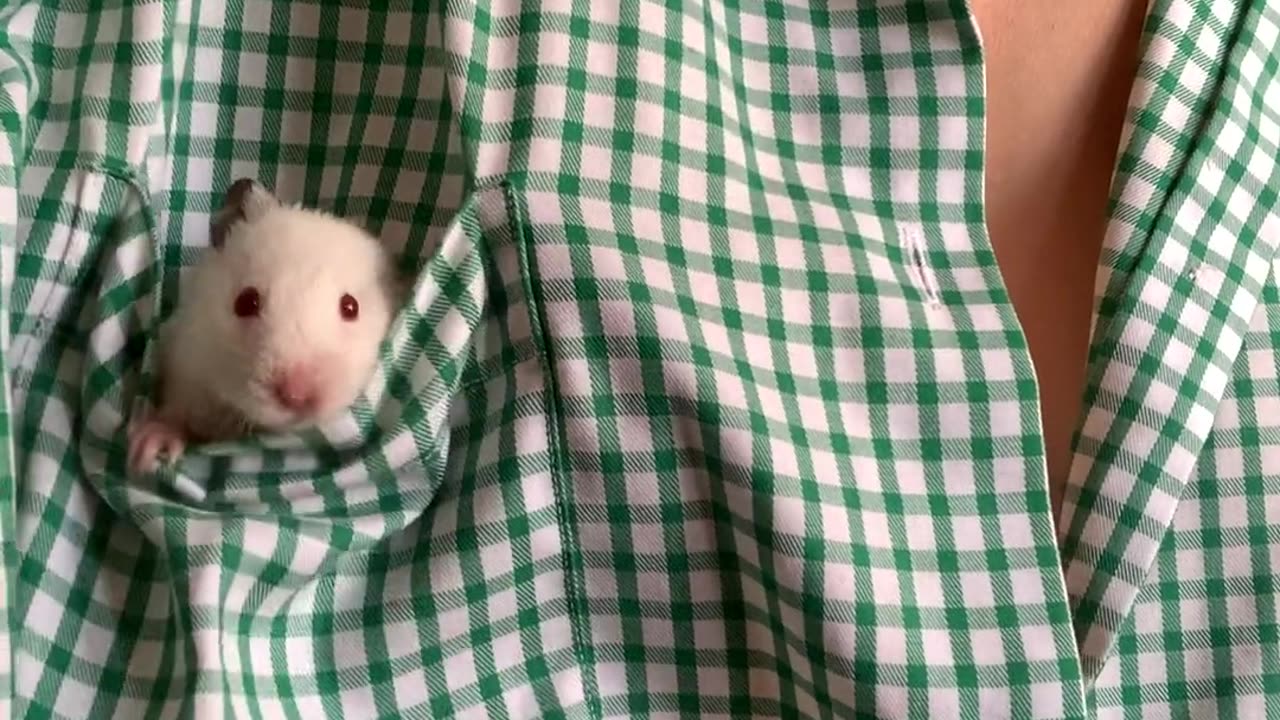 A Mouse in the Breast Pocket of a Shirt