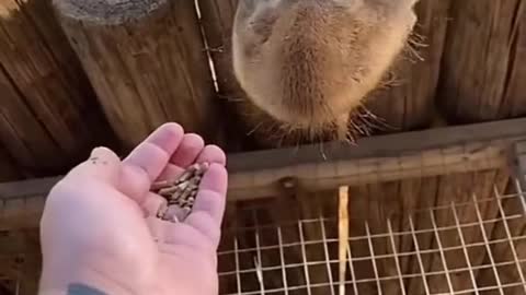 funny and fun animals