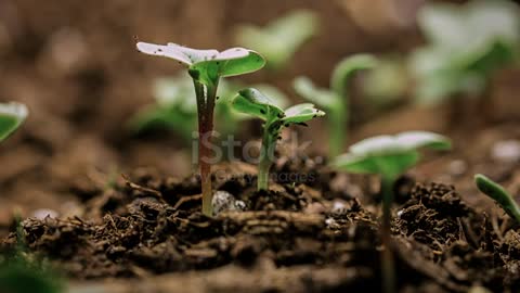 New life growing seed time-lapse