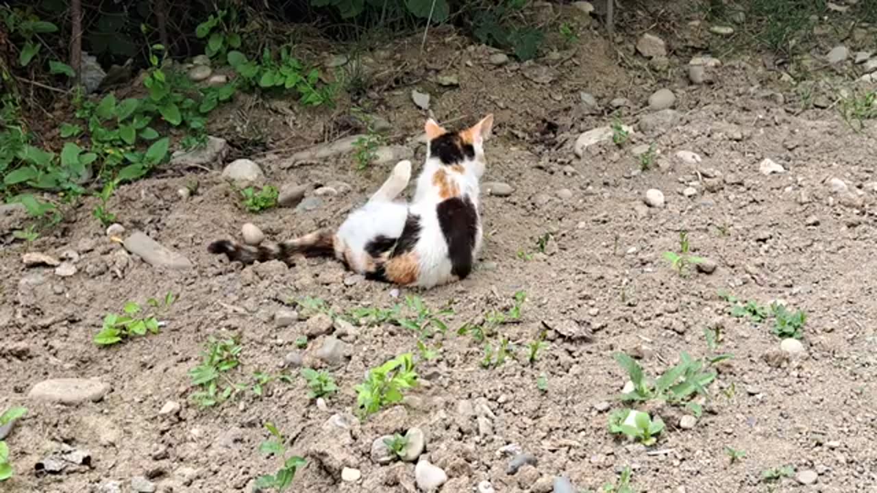 A decorative cat is scratching itself on the ground. Cute cats resting.