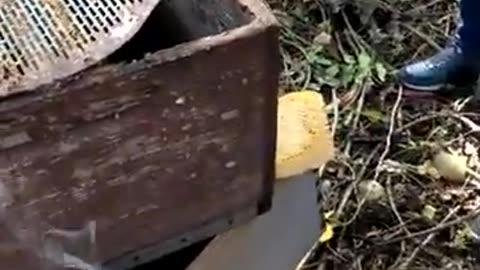 bee