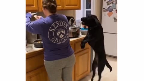 Viral Hungary Dog