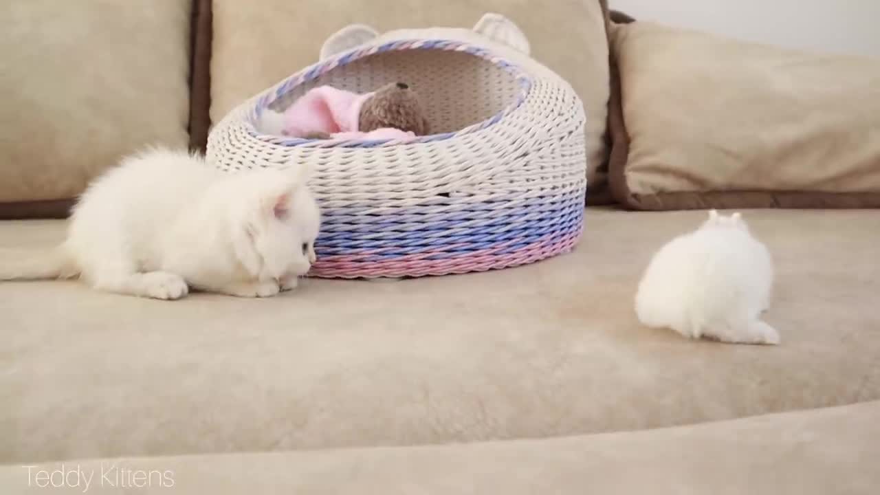 White kitten and white tiny bunnies 🐰 _ It's so Сute! 🥰