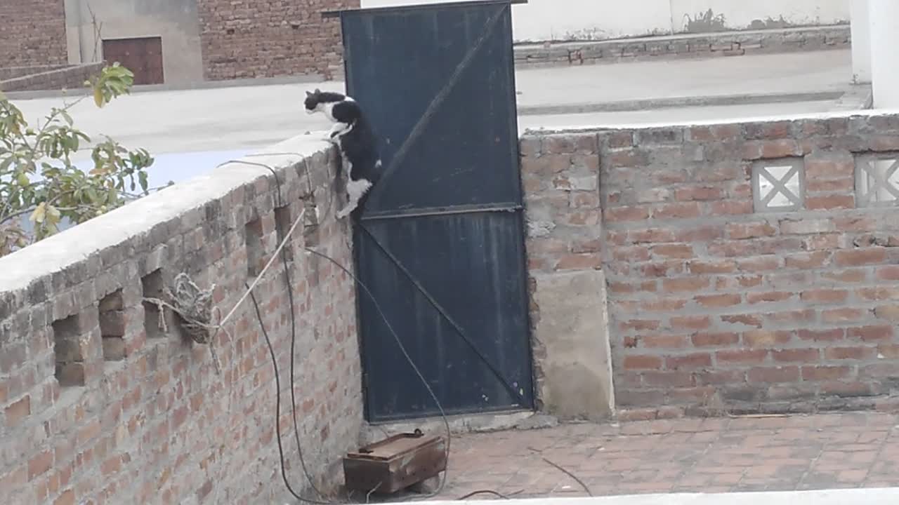 Cat jump to long wall