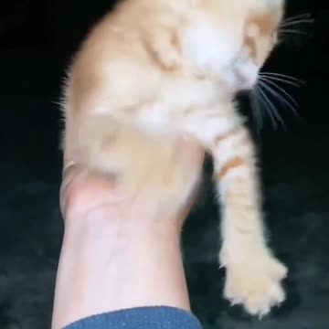 He calls and cat jumps out of nowhere!