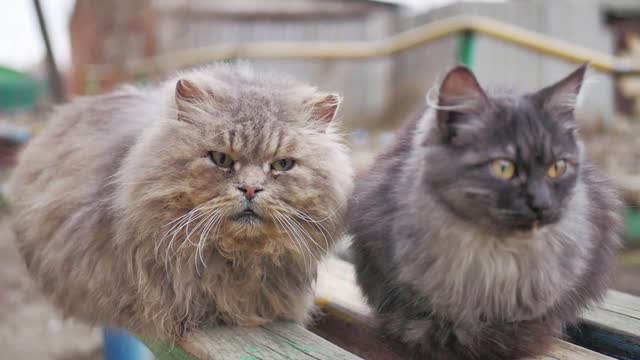 Cute street cats with funny faces sitting on a bench