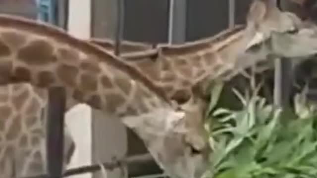 Giraf is a very Tollar animal.