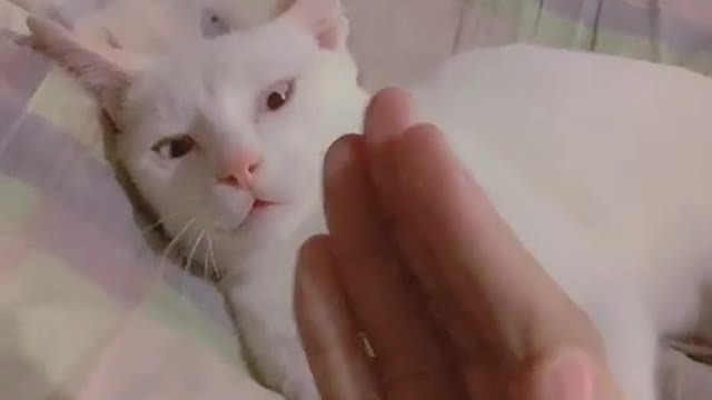 Annoying friendcat