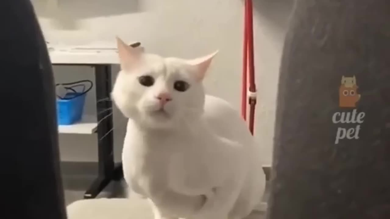 Bunny cat funny reaction