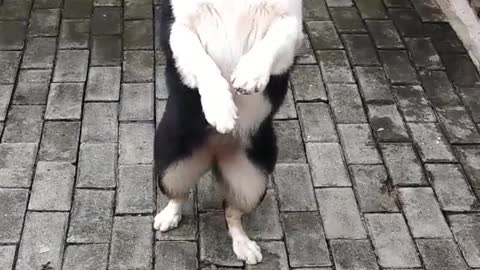 the dancing dog is very cute
