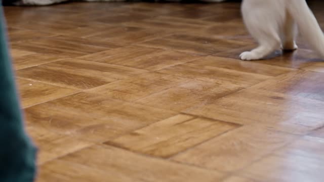 playing-bait-with-a-pet-cat-