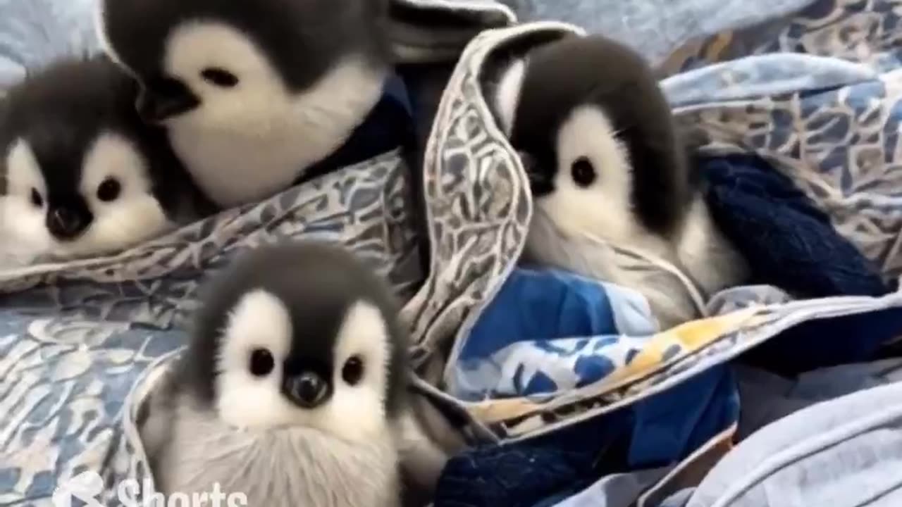 The most adorable little penguins in the world!