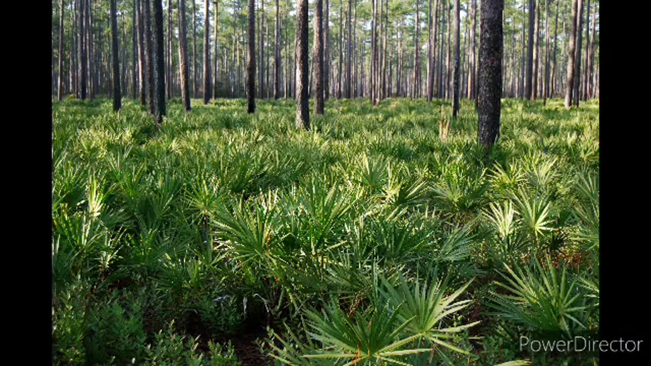 Apalachicola state park