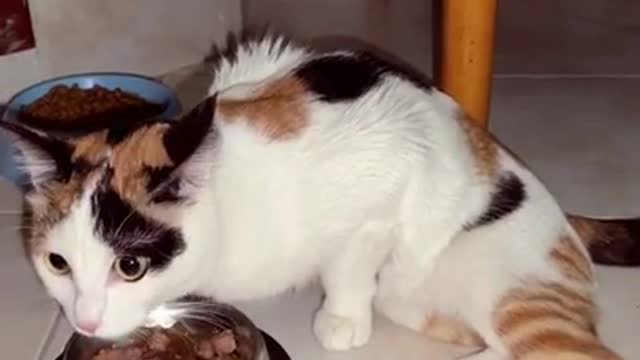 Cute Cats and Funny Animals Compilaton 😹 Try Not To Laugh Challenge - Cute Cat 091