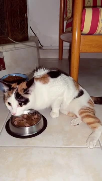 Cute Cats and Funny Animals Compilaton 😹 Try Not To Laugh Challenge - Cute Cat 091