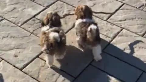 Adorable Puppies doing team work 🥹