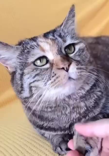 Feed me again feed me again