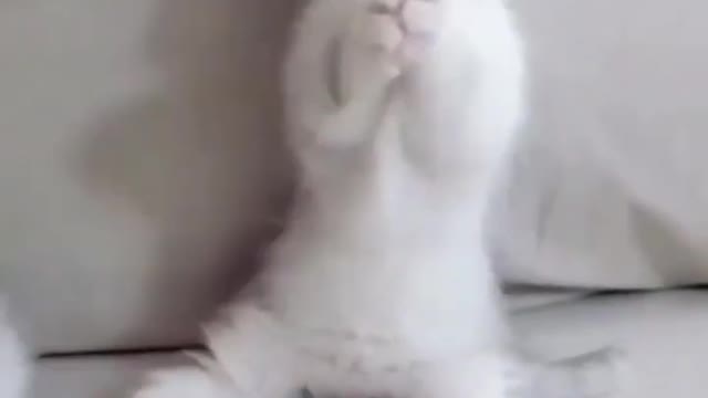 Cute Cat 🐈 full enjoy