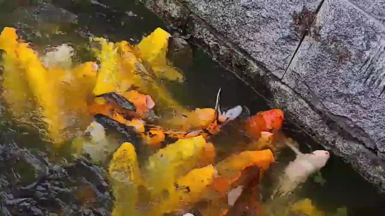 20200808_V3_S01(8PXu9VebwB8)독립기념관에 살고 있는 물고기와 같이 대한민국도 공짜로 길들여지나_