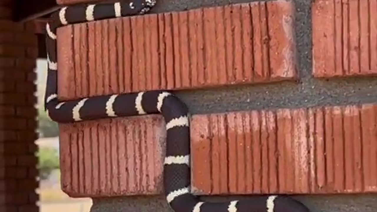 A SNAKE PLAYING SNAKE?!?!