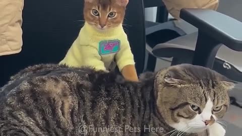 Funny cats and animals videos