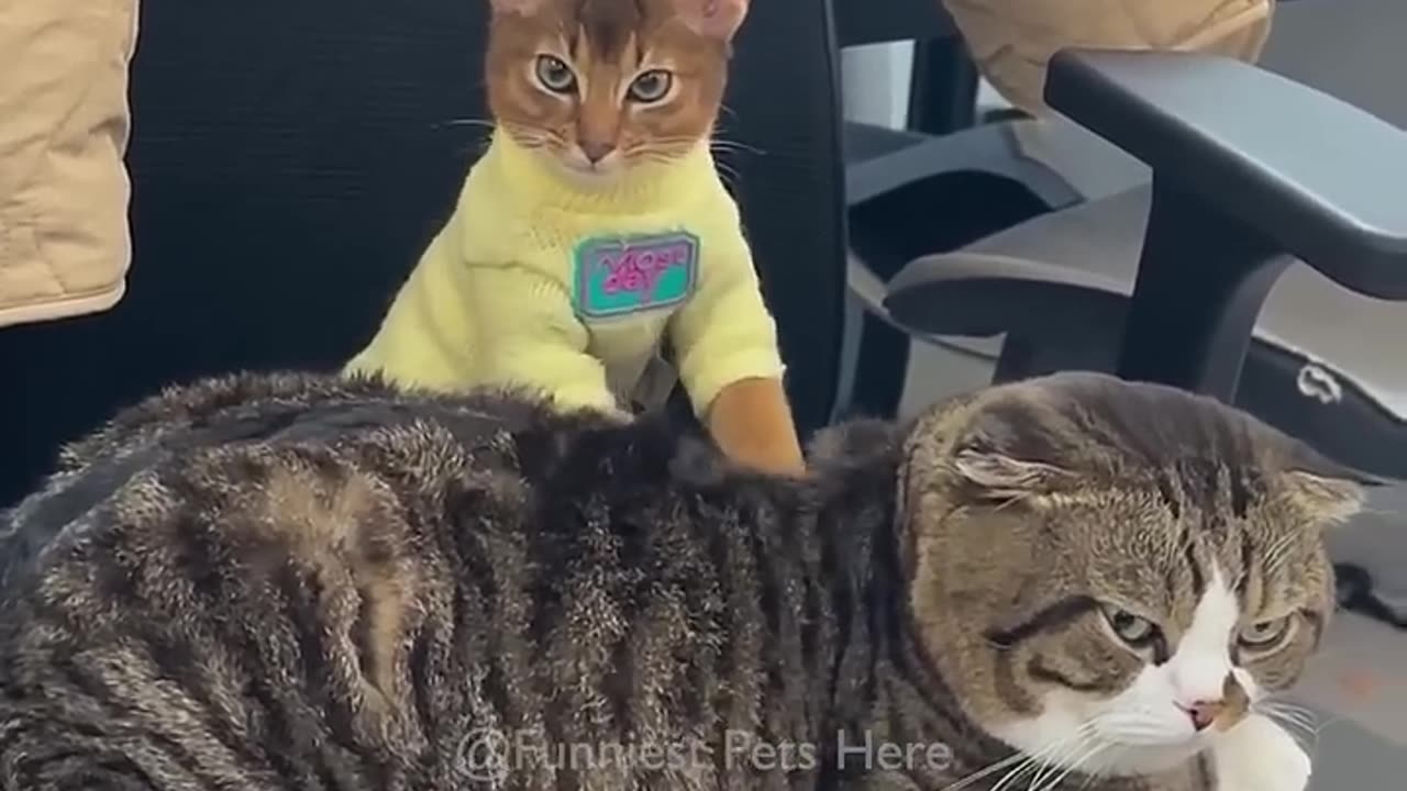 Funny cats and animals videos