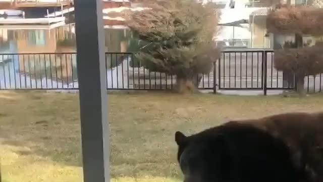 Visit from a bear family