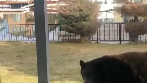 Visit from a bear family