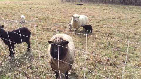 RECENT LAMBING
