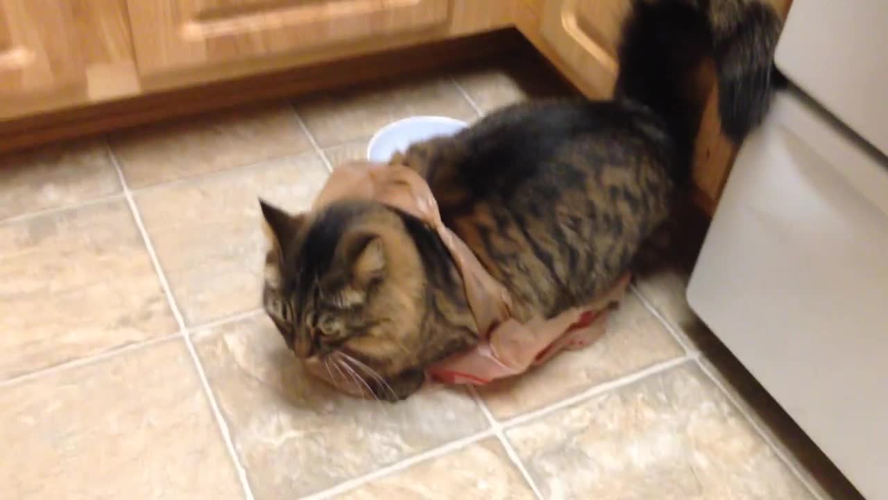 When you literally let the cat out of the bag!