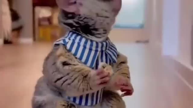 Best Funny Animal Videos Of The Year 2022 ! FUNNIEST ANIMALS EVER RELAX WITH CUTE ANIMALS.😂 😂 😂 😂 😂