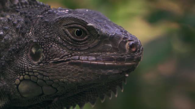 Close Up Shot of a IGUANA